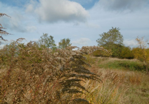 Obiektem naszych zdjęć była natura
